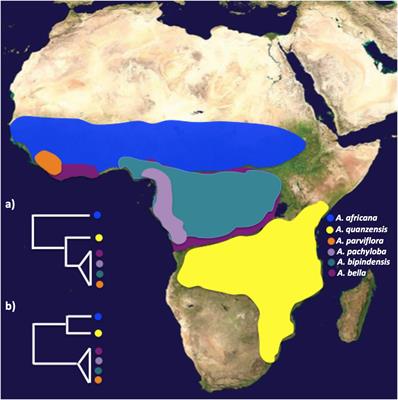 Miocene Diversification in the Savannahs Precedes Tetraploid Rainforest Radiation in the African Tree Genus Afzelia (Detarioideae, Fabaceae)